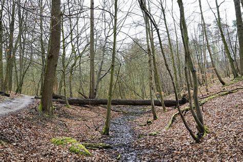 The Sonian Forest